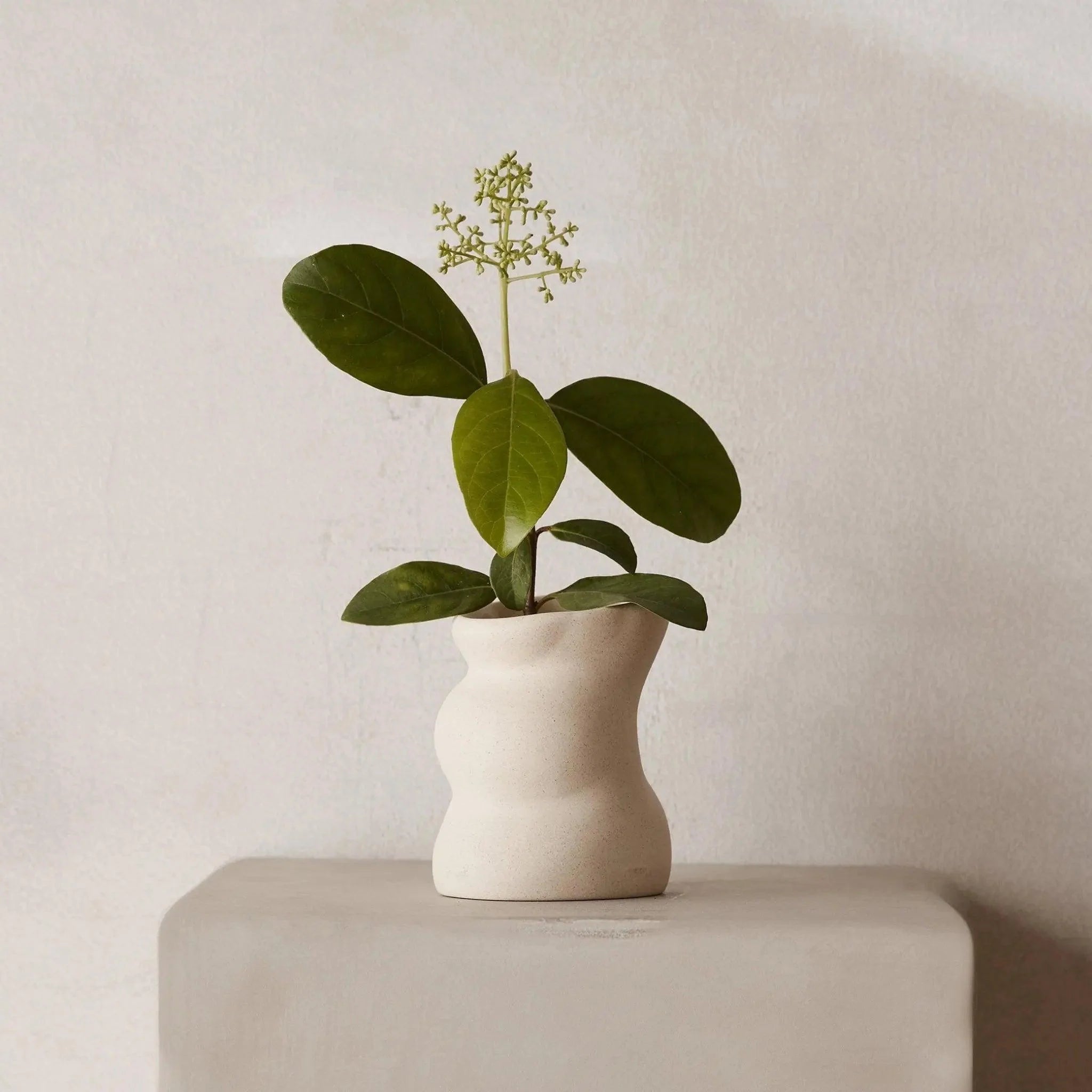 Black Blaze x McMullin | Vetiver & Fig Ceramic Candle - image 4